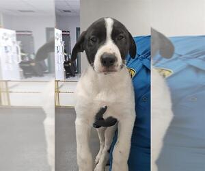Catahoula Leopard Dog-Unknown Mix Dogs for adoption in Corpus Christi, TX, USA