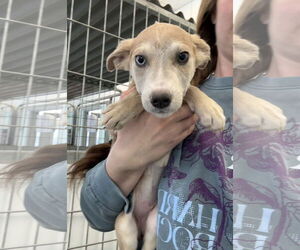 Huskies -Unknown Mix Dogs for adoption in Chico, CA, USA