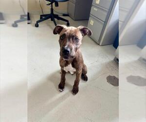 Mutt Dogs for adoption in Santa Cruz, CA, USA