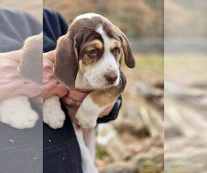 Beagle-English Springer Spaniel Mix Dogs for adoption in Mt. Laurel, NJ, USA
