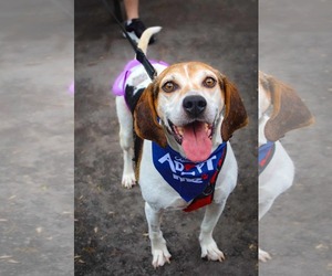 Mutt Dogs for adoption in Westwood, NJ, USA