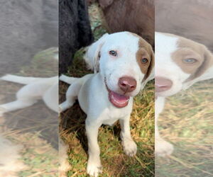 Lab-Pointer Dogs for adoption in Harrison, AR, USA
