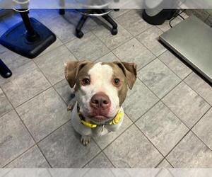 American Staffordshire Terrier-Unknown Mix Dogs for adoption in Grand Prairie, TX, USA