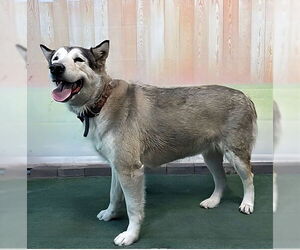 Siberian Husky Dogs for adoption in Pasadena, CA, USA