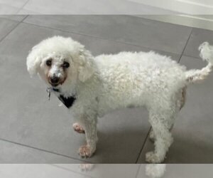 Poodle (Miniature) Dogs for adoption in San Diego, CA, USA