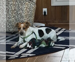 Medium Photo #1 Beagle-Unknown Mix Puppy For Sale in Winder, GA, USA
