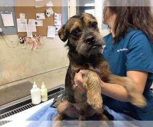 Brussels Griffon-Unknown Mix Dogs for adoption in Riverside, CA, USA