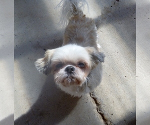 Shih Tzu Dogs for adoption in Diamondville, WY, USA