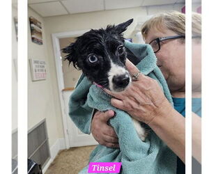 Chihuahua-Unknown Mix Dogs for adoption in Metairie, LA, USA