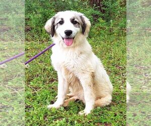 Great Pyrenees-Unknown Mix Dogs for adoption in Wetumpka, AL, USA