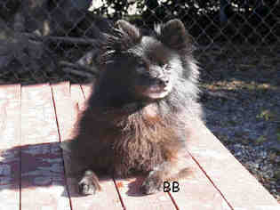 Pomeranian Dogs for adoption in Santa Barbara, CA, USA
