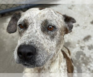 German Shepherd Dog-Unknown Mix Dogs for adoption in Tulsa, OK, USA