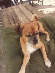 Puggle Dogs for adoption in Bertram, TX, USA