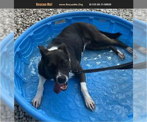 Border-Aussie Dogs for adoption in Benton, PA, USA