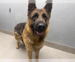 German Shepherd Dog-Unknown Mix Dogs for adoption in Las Vegas, NV, USA