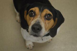 Beagle Dogs for adoption in Decatur, IL, USA