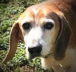 Beagle Dogs for adoption in Zionsville, IN, USA