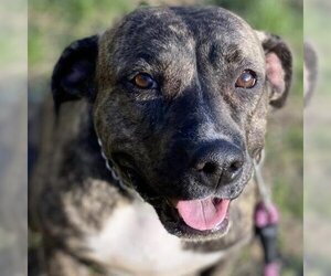 Mountain Cur Dogs for adoption in Griswold, CT, USA