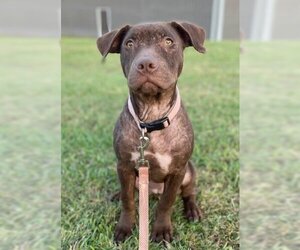 Bulldog-Unknown Mix Dogs for adoption in Glenwood, GA, USA