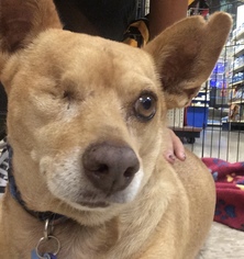 Chi-Corgi Dogs for adoption in Apple Valley, CA, USA