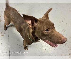 Doberman Pinscher-Unknown Mix Dogs for adoption in Ocala, FL, USA