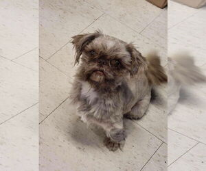 Shih Tzu Dogs for adoption in New Orleans, LA, USA