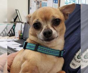 Chihuahua Dogs for adoption in Galax, VA, USA