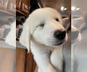 Great Pyrenees-Unknown Mix Dogs for adoption in Plymouth, MN, USA