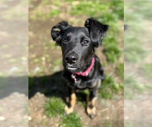 Collie Dogs for adoption in Mount Laurel, NJ, USA