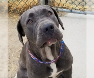 Mastiff Dogs for adoption in Dana Point, CA, USA