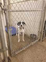 Boxador Dogs for adoption in Rock Springs, WY, USA