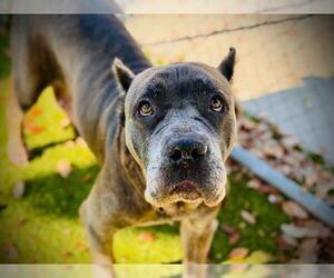 Mutt Dogs for adoption in Orlando, FL, USA