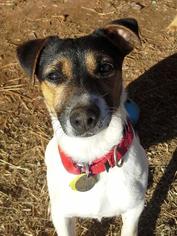 Jack Russell Terrier Dogs for adoption in Edmond, OK, USA