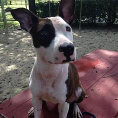 American Staffordshire Terrier Dogs for adoption in Phoenixville, PA, USA