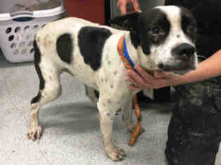 Medium Photo #1 Boston Terrier-Boxer Mix Puppy For Sale in Grand Prairie, TX, USA