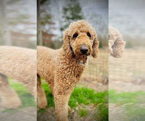 Labradoodle Dogs for adoption in Pacolet, SC, USA