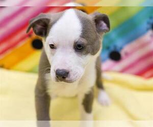 Border Collie-Unknown Mix Dogs for adoption in Placerville, CA, USA