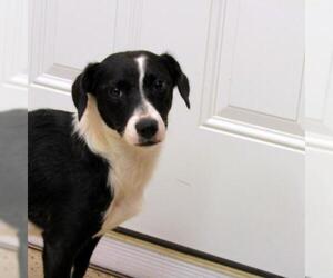 Medium Photo #1 Beagi Puppy For Sale in York, SC, USA