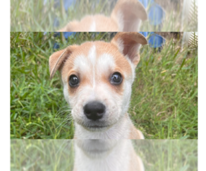 Medium Photo #2 Huskies -Unknown Mix Puppy For Sale in Tampa, FL, USA
