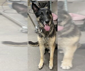 German Shepherd Dog Dogs for adoption in Forestville, MD, USA