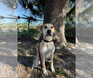 Labrador Retriever-Unknown Mix Dogs for adoption in Vero Beach, FL, USA