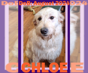 Labradoodle Dogs for adoption in Sebec, ME, USA