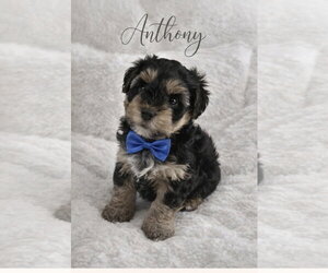 Mutt Dogs for adoption in Menifee, CA, USA