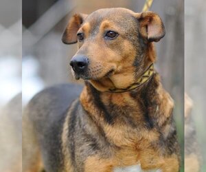 Beagle-Unknown Mix Dogs for adoption in San Diego, CA, USA