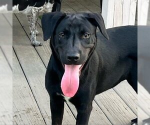 Mutt Dogs for adoption in Greenfield, IN, USA