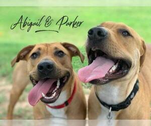 Black Mouth Cur-Rhodesian Ridgeback Mix Dogs for adoption in Cypress, TX, USA