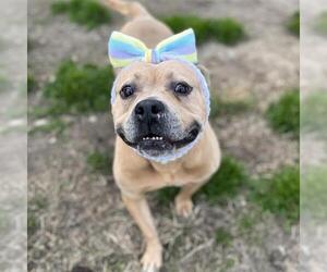 Staffordshire Bull Terrier-Unknown Mix Dogs for adoption in Modesto, CA, USA