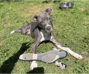 American Pit Bull Terrier Dogs for adoption in Springfield, MA, USA
