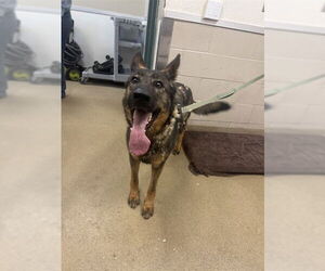 German Shepherd Dog Dogs for adoption in Santa Barbara, CA, USA