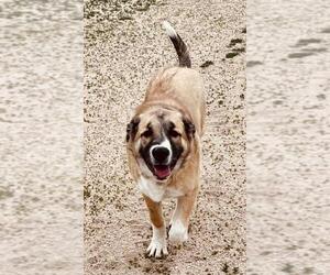 Anatolian Shepherd-Unknown Mix Dogs for adoption in Lancaster, CA, USA
